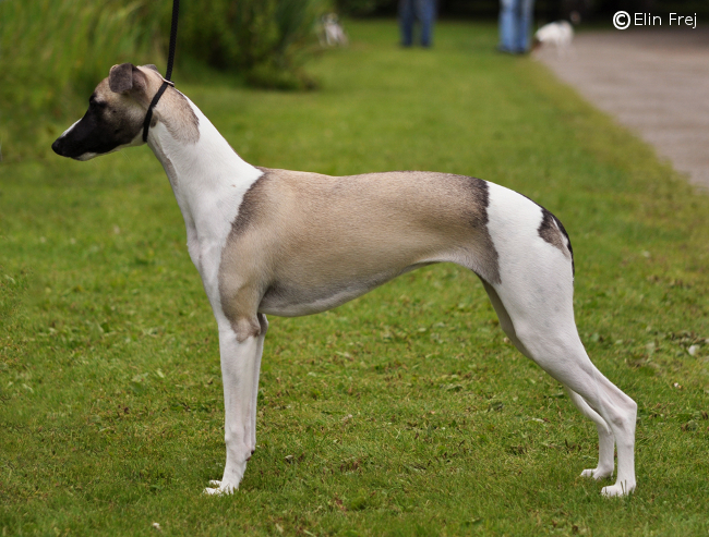 Bella, Springelden's Dröm, steht im Besitz von Elin Frej's Familie und ihrer Züchterin Kicki Gustafson, Schweden. Foto: Elin Frej