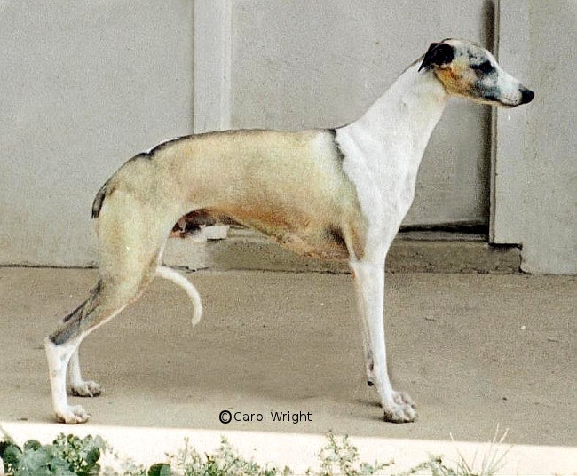 Der Watermarked-Ahn: Monos Ur-Ur-Onkel in der 5. Generation und Opa in der 6.Generation Nevedith Justa Joker stand im Besitz der US-amerikanischen Züchterin Carol Wright, Windsong Whippets. Foto:Carol Wright