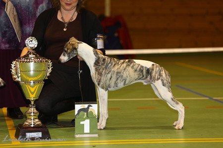 Am.Ch. Sunbeam Highlander of Starline 10 month old