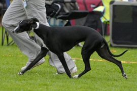 Taraly Whippets – Back in Black