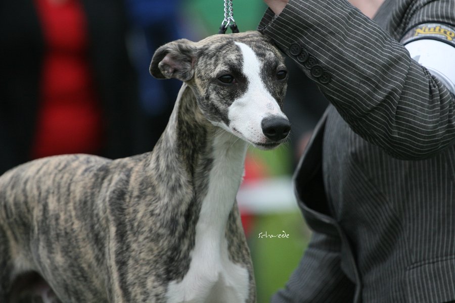 Boxing deals helena whippets