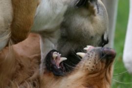 Ist Weibsvolk anwesend?