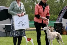Whippet-Jahresausstellung 2012 in Münster