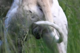 Herausragend falsch herum