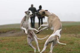 Google mobbt unschuldige Whippets