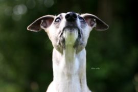 Der Angriff der Monsterratte