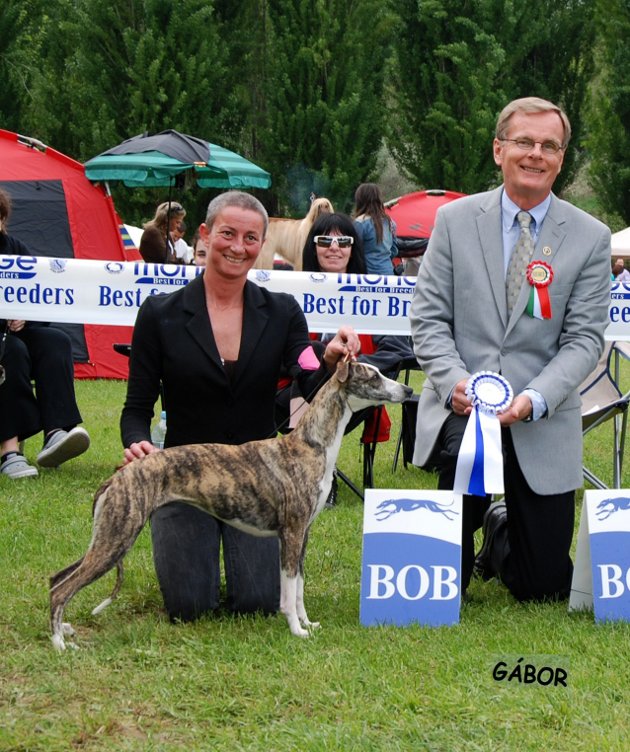 Sobresalto Ndringhete e Ndrà with Annalisa Rovani und Bo Bengston, Bohem Whippets, USA at the Padenghe-Show in Italy