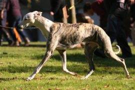 Sobresalto – Italien Glamour