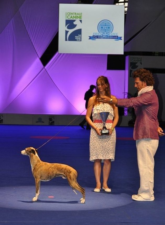 BIS SBIS Sobresalto Jamiro Quai Veteran World Winner at the World Dog Show in Paris 2011