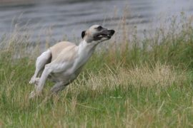 Bahn frei!