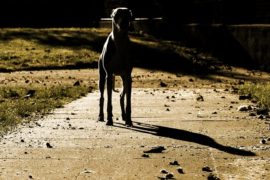 Lange Schatten?