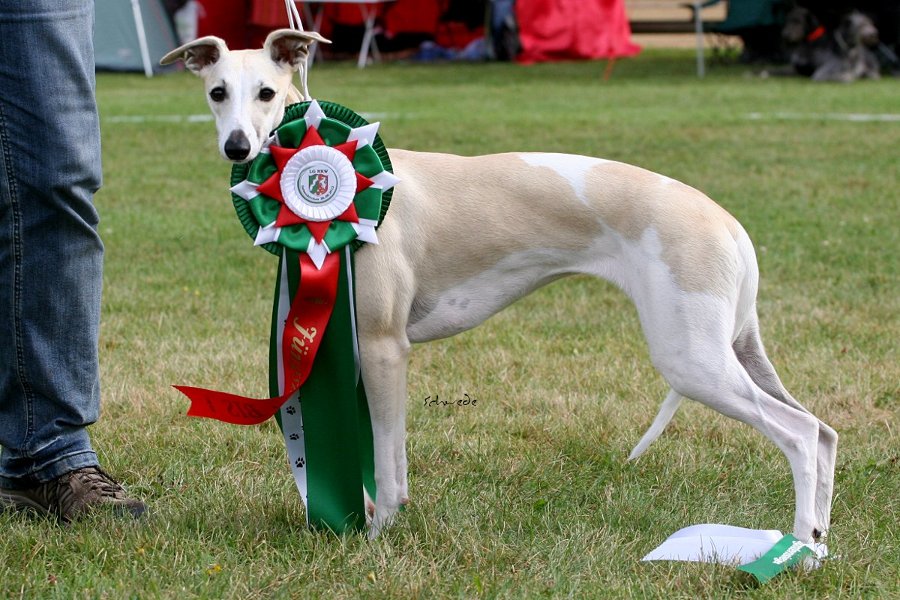 Skyborn The Romm Of My Life, Jüngsten-Best in Show