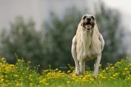 Fotos des Jahres 2012 – Nr.8