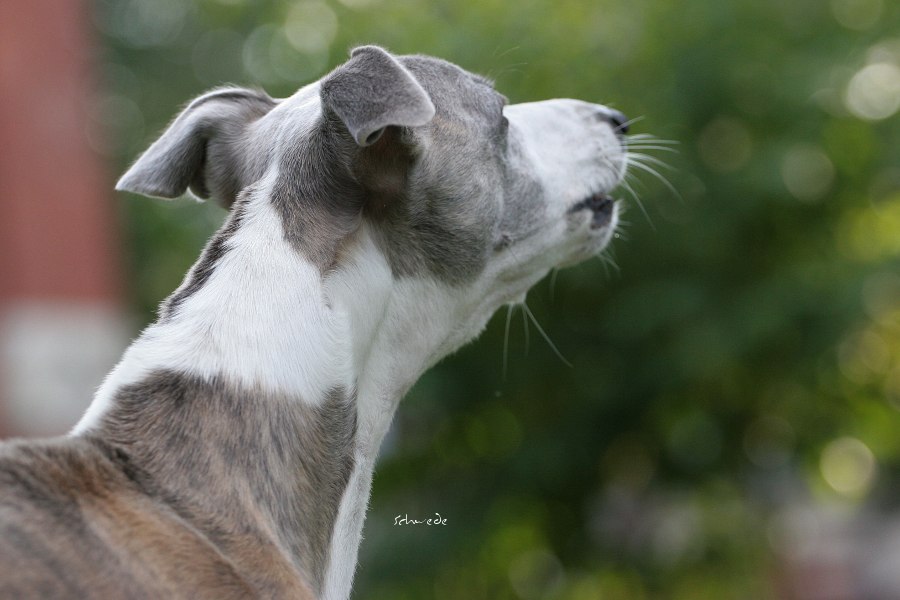 Bürstenhund