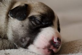 Pünktchenhunde