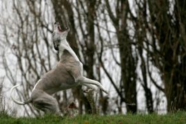 „Frau schießt auf Hund mit Gummigeschoss“