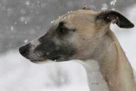 Schneeflöckchen …