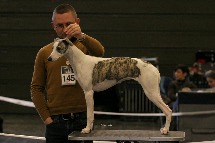 Exclusive semper-crescendo, V in der Jugendklasse, breeder: Sandra Biesenbach, owner: Gregor u.Marcus Arndt