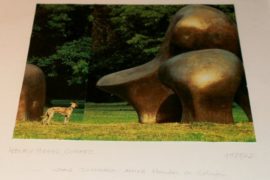 Das Interesse eines Whippets an Schafen