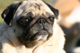 I-Mops und Beutelratte
