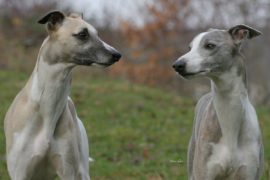 Unterhaltung zweier Whippets an einem kalten, nassen Tag