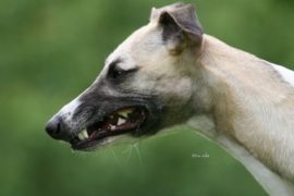 Der Ruf der Wildnis