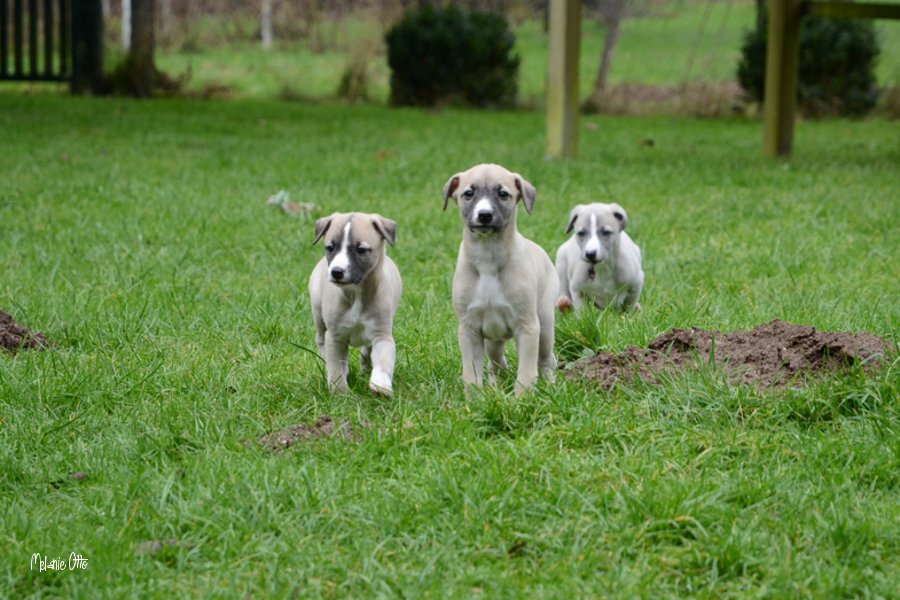 Welpen aus Nine Lifes Final Destination und Conte del Aqua semper-crescendo, breeder: Melanie Otto /Katja Klem