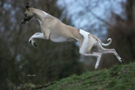 Der Teflonhund