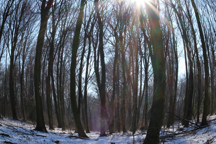 Waldweg mit Fischauge