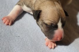 Hallo Mini-Monos