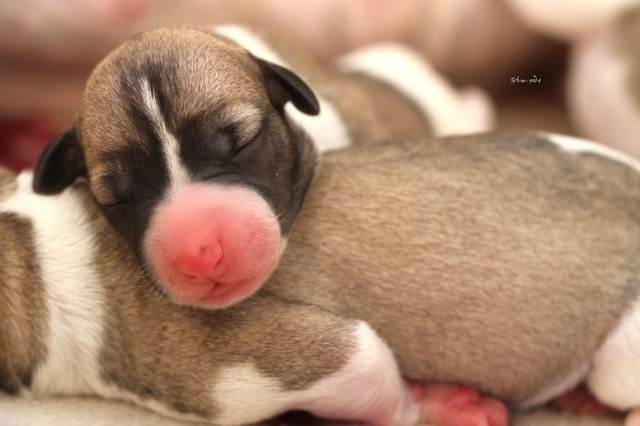 First-Litter semper-cresendo Whippets 