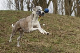 Sehr geehrter Herr Trixie,