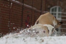 Der letzte Schnee