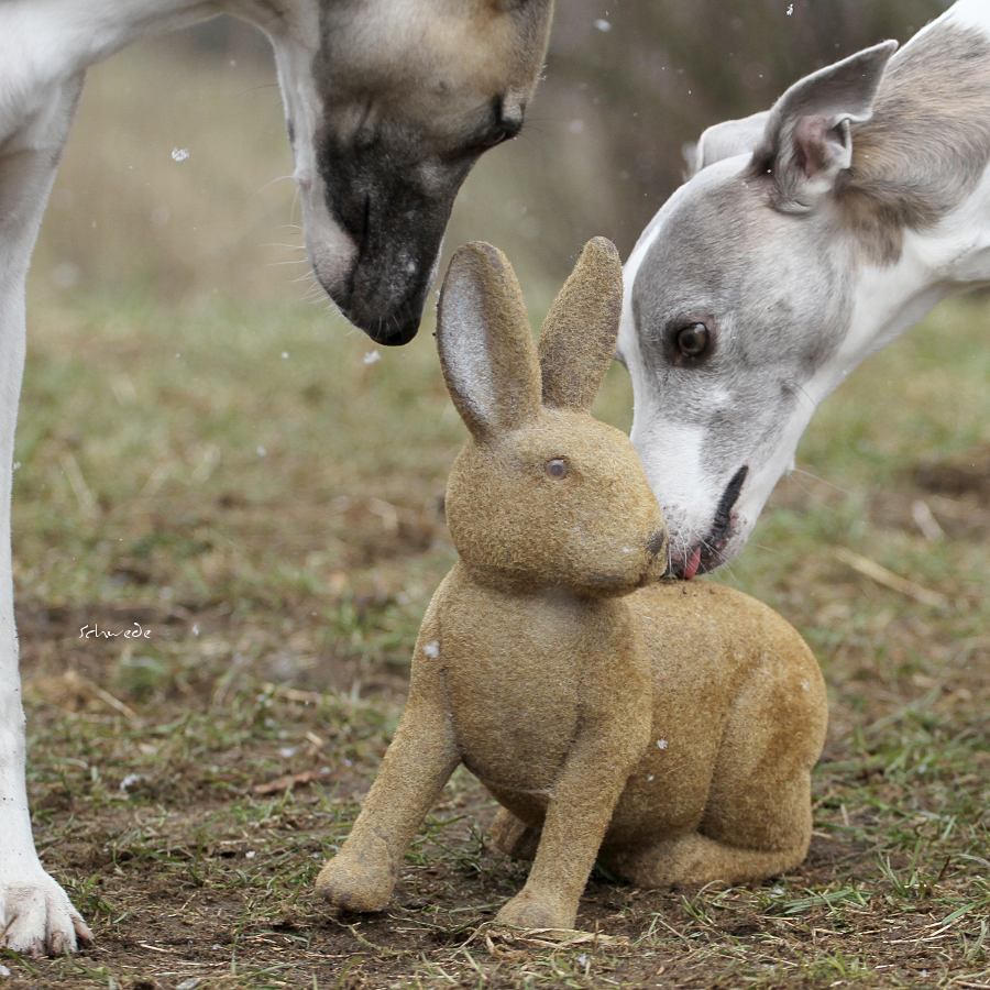 Der Osterhase in Nöten