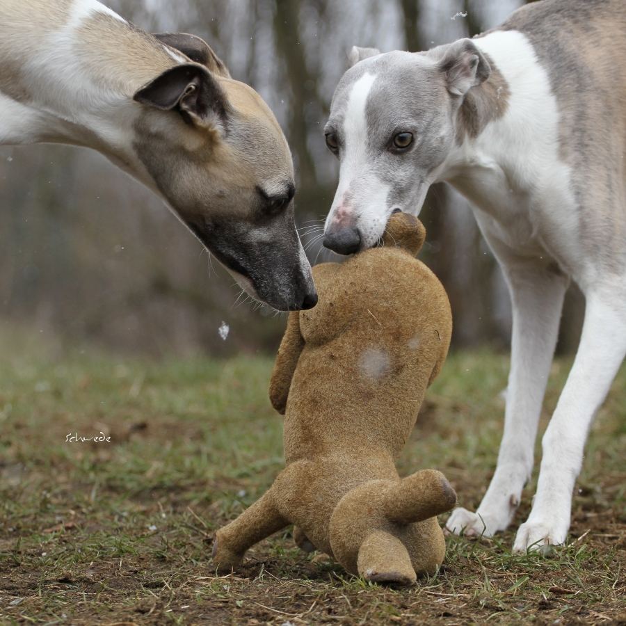 Der Osterhase in Nöten