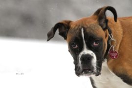 Kind von Boxer niedergesabbert
