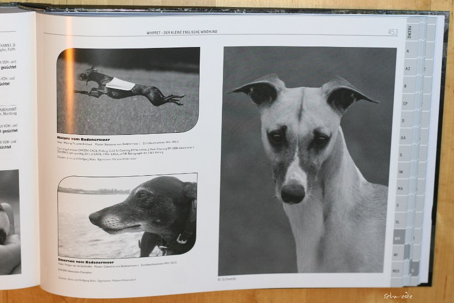 DWZRV  Jahrbuch 1892-2012 - Windhunde und Mediterrane Rassen
