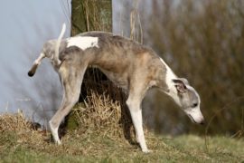 EU beschließt das Verbot von Hundebier