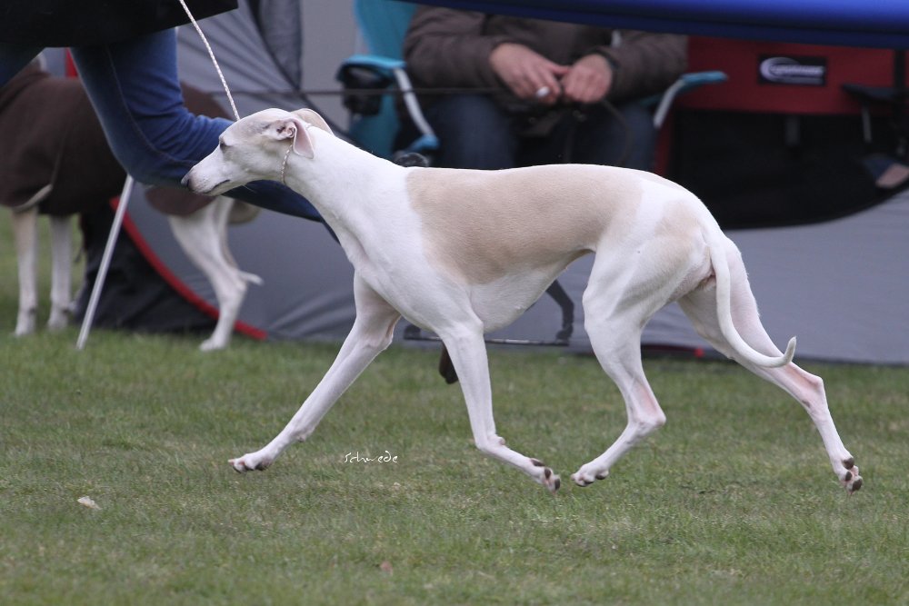 Ch.Meisterhaus Running In Heels