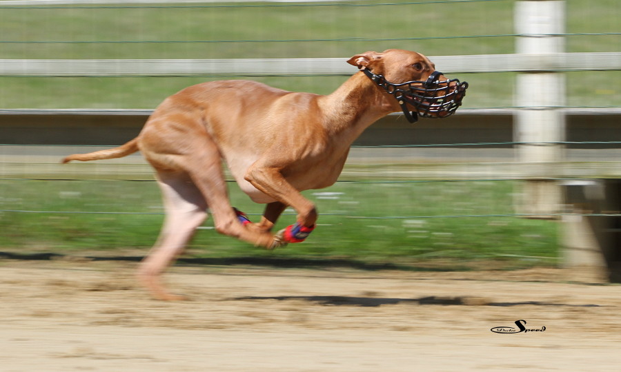 Training WRV Westfalen-Ruhr am 06.Juli 2013