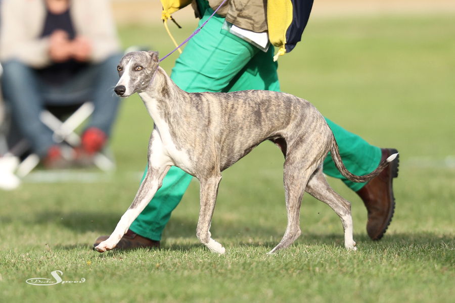 Jüngsten Best in Show