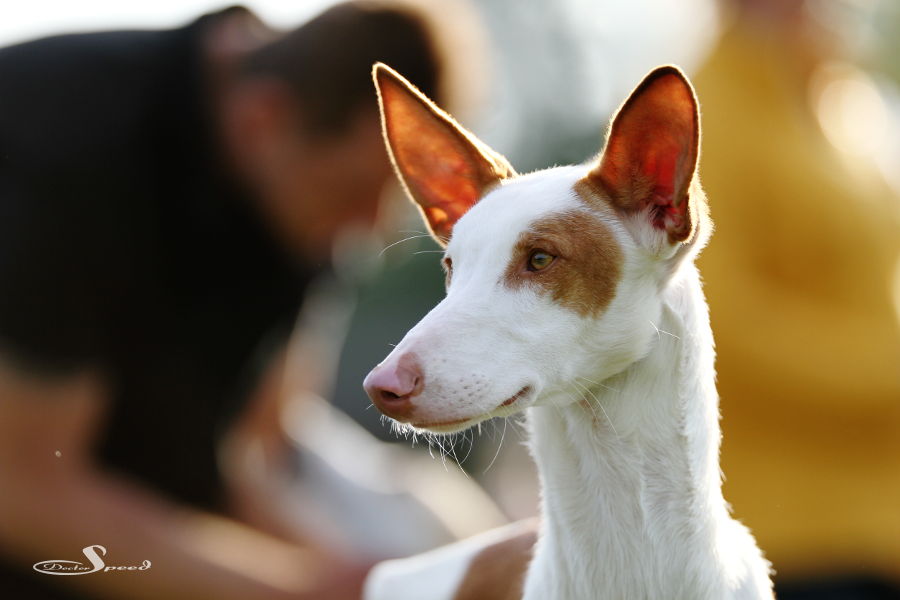 Podenco im BIS-Ring am 28.09.2013