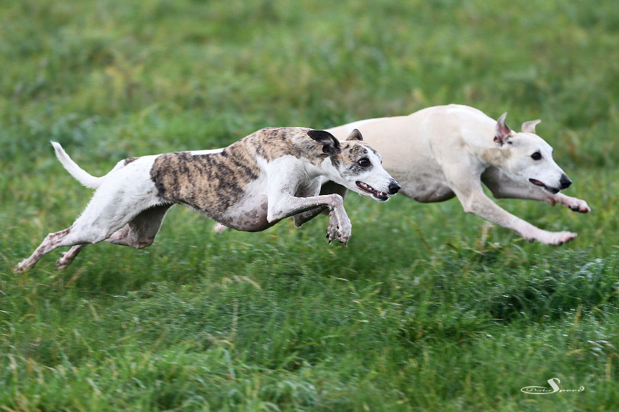 Dotti und Ivy - mit dem Canon EF 300mm 1:2,8L IS II USM, 1/800 sek., ISO 320, Blende f/2,8