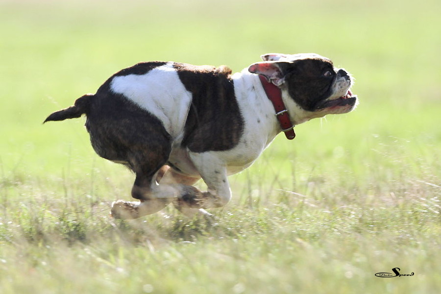 Turbobulldogge