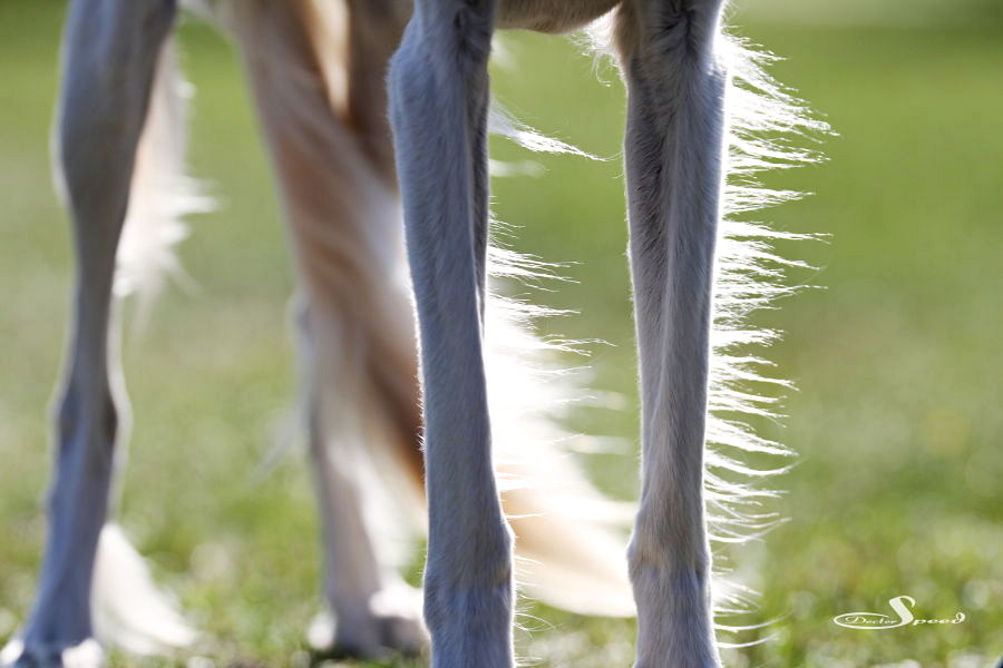 Saluki