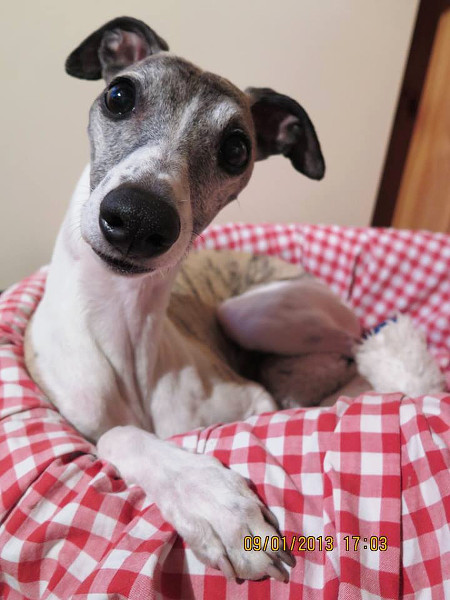 Esthers Whippet-Hündin mit dem sanften Blick