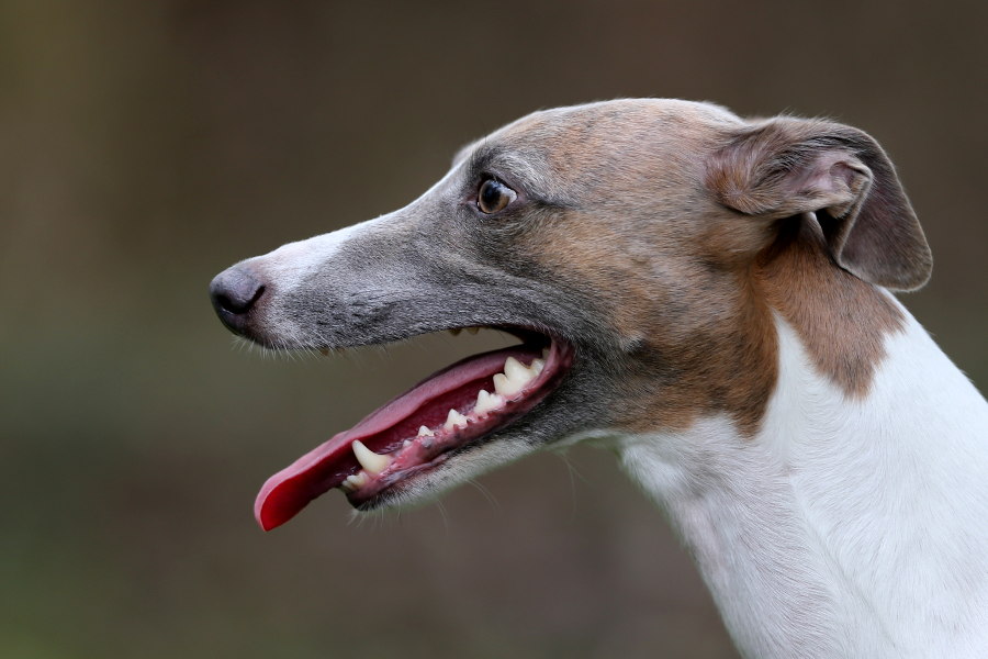 Lilly beim Coursing in Gelsenkirchen