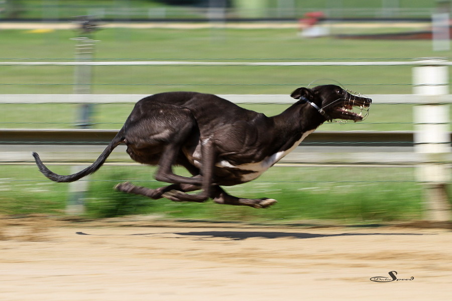 Dame Harringay beim Training