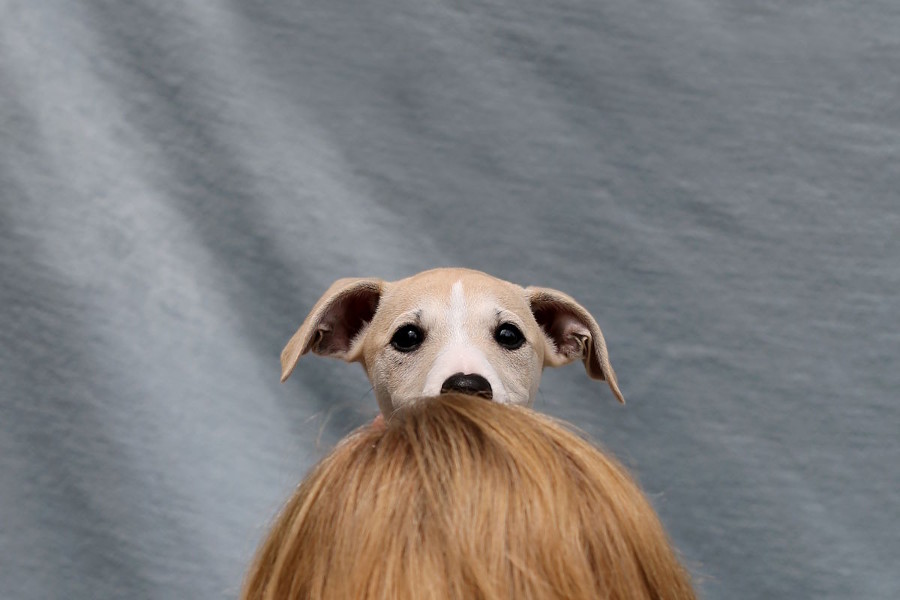 Foto des Tages - The art of stacking a puppy Foto des Tages - The art of stacking a puppy