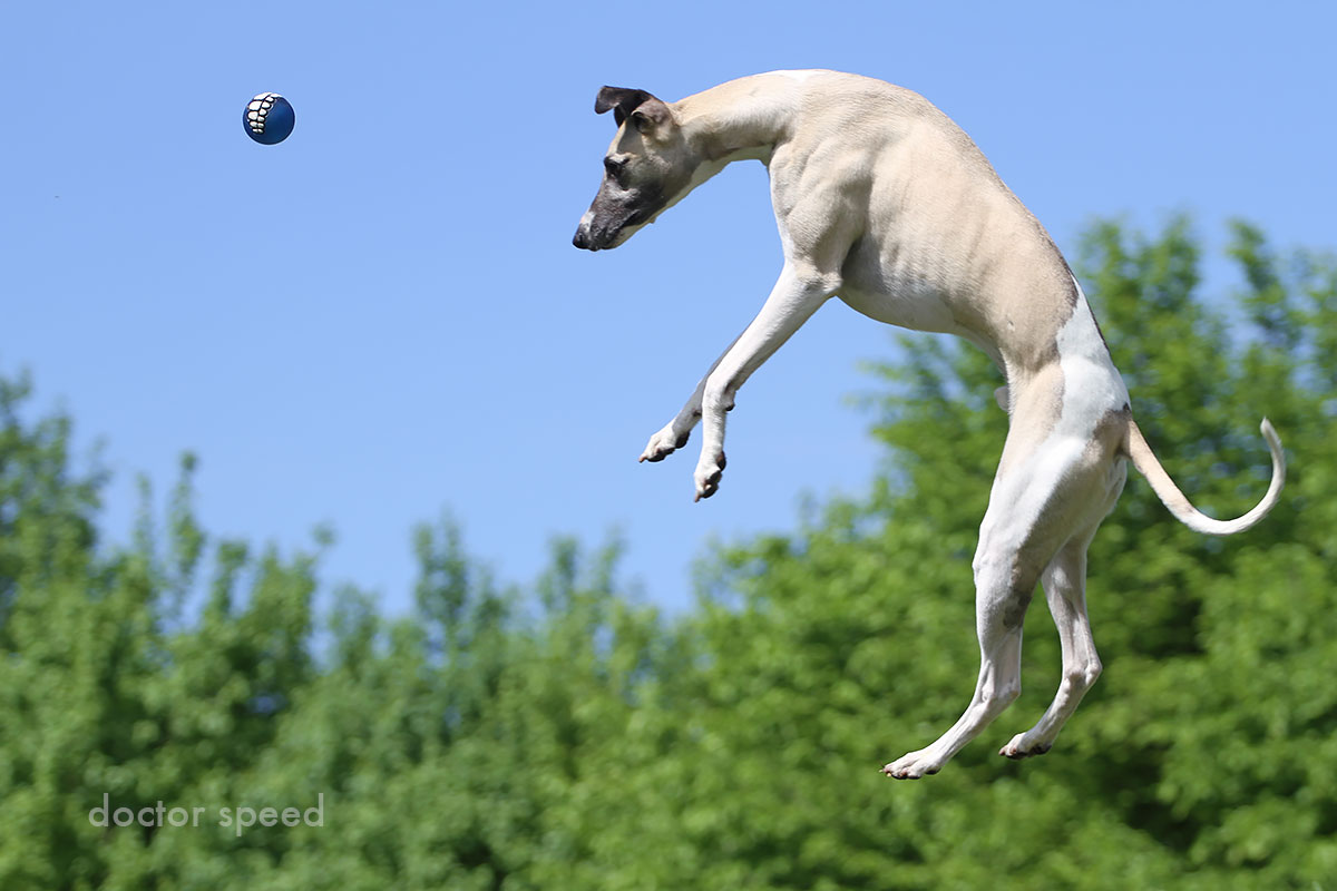 Mono und der Zahnball